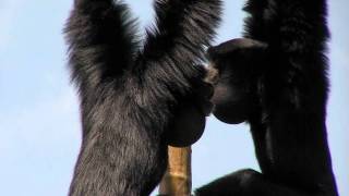 Zoo View Siamang GibbonCincinnati Zoo [upl. by Otero]