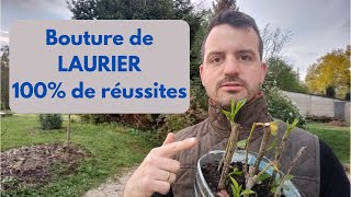 BOUTURE de LAURIER PALME cerise 100 de REUSSITES Créer sa haie 125 [upl. by Benzel]