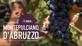 IL MONTEPULCIANO DABRUZZO VINO SIMBOLO DELLA REGIONE [upl. by Agueda]