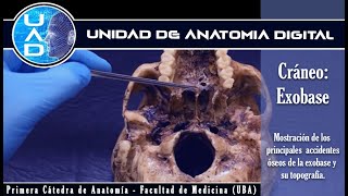 Cráneo exobase  Unidad de Anatomía Digital  Primera Cátedra de Anatomía  FMed  UBA [upl. by Ecahc]