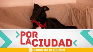 quotCascote un perro macanudoquot ayuda a los animales a encontrar un hogar  Por la ciudad [upl. by Beitch]