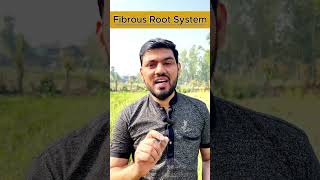 Fibrous Roots  Fibrous Root System  Fibrous Root shorts roots garlic biolegacy [upl. by Ahsiekit609]