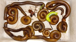 Scary Worm Leaves and Giant Millipedes with Gray Long Horned Beetle Captured Around My Village [upl. by Robison275]