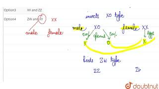 Male heterogamety and female heterogamety is seen respectively in  CLASS 12  5 PRINCIPLES OF [upl. by Gabi]