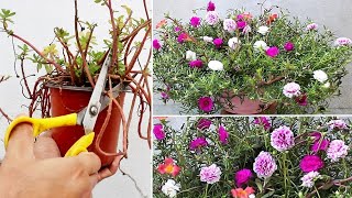 5 URGENT Things To Do On Portulaca NOW For HEAVY Flowering [upl. by Deland433]