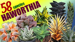 58 HAWORTHIA SPECIES  HERB STORIES [upl. by Opportuna]