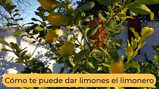 Cómo el limonero puede dar limones [upl. by Naicul]