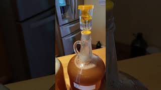 Good morning homestead homemade honey mead [upl. by Clough]