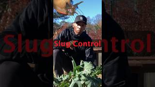 Slug control garden gardening shorts [upl. by Enovad]