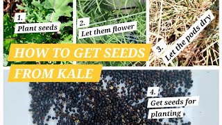 FOUR EASY STEPS TO GET SEEDS FROM KALE VEGETABLE [upl. by Specht]