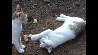 Social play and agonistic behaviour in cats [upl. by Attolrahc]