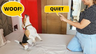 How to Teach your Beagle to Bark Less [upl. by Sosthena360]