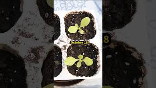 Growing Lettuce from Seed for early Spring Harvest [upl. by Duwe229]