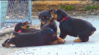 Cute Rottweiler Puppies Playing Together [upl. by Nylecaj]