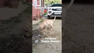 Labrador Male Heavy bonePetZone Tezpur Assam [upl. by Hellah]