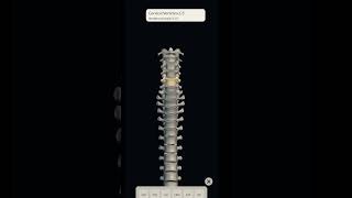 Vertebral column and vertebrae with full videos music [upl. by Lahsiv]