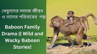 বেবুনের অদ্ভুত অভ্যাস ও প্রিয় খাবার Unusual Baboon Habits and What Do Baboons Eat [upl. by Assiral]