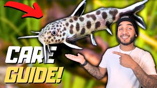 Synodontis Petricola Care Guide [upl. by Hildegaard291]