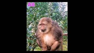 one armed monkey 独臂神猴 [upl. by Florette]