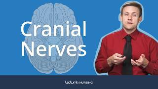 Cranial Nerves 🧠  Neuroanatomy [upl. by Niuqauj745]