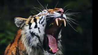 Tigre rugido  Tigers roar sound  high quality  the best [upl. by Torrell]