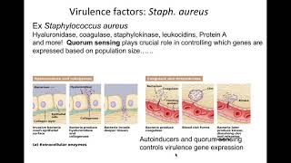 Medical Micro Virulence Factors part 2 4 22 2020 [upl. by Risay]