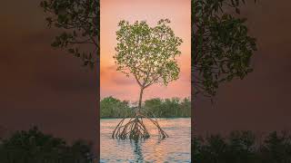 Mangrove Forest or Mangal [upl. by Tur]