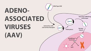 1 Adeno Associated Virus AAV  An Introduction [upl. by Tima840]