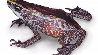 Facts About Atelopus Harlequin Frog [upl. by Manvell]