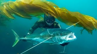 Blue Water Spearfishing in Bajam4v [upl. by Yesnikcm]