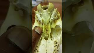 ANATOMY OF THE GOAT SKULL SKULL EMBRYONIC DEVELOPMENT AND JOINTS [upl. by Heyman972]