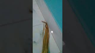 WORLDS LARGEST CENTIPEDE in house of Bangladesh  house centipide [upl. by Ellenrad445]