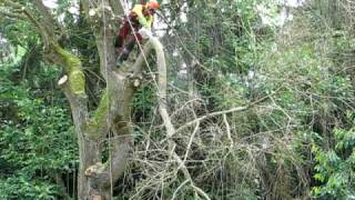 Démontage dun Saule pleureur Salix babilonica par la société AB treeworkers 4 [upl. by Omixam]