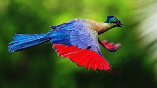 10 Most Beautiful Turacos In The World [upl. by Pavkovic]