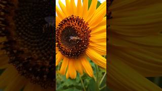 Pollination of a flower by a bee🌻🐝how to sunflower ccross pollination🐝🌻🐝 [upl. by Rhynd209]