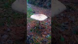 Russula sp y Macrolepiota sp en el paseo matinal setas funghi mushroom [upl. by Otrebilif]