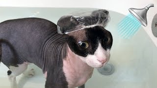 Sphynx Cat Takes a Bath with Tiny Shower Cap 🛁 [upl. by Leziar]