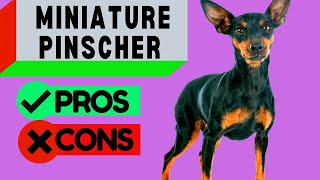 Miniature Pinscher Pros and Cons  Including Min Pin Barking Problems  Should you get One [upl. by Gayle]