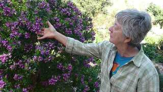 Polygala myrtifolia Summer bush at San Luis Obispo Botanical Garden [upl. by Aciria]