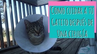 Como Cuidar a un Gato Después de Una Cirugia [upl. by Oinotna]