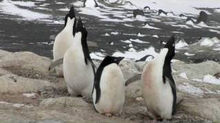 Adélie Penguins amp Jean Pennycook in Antarctica [upl. by Eugnimod]