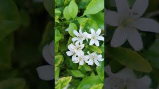 Murraya paniculata with flowers🌱🌸 commonly known as orange jasmine murraya plants [upl. by Lachus]