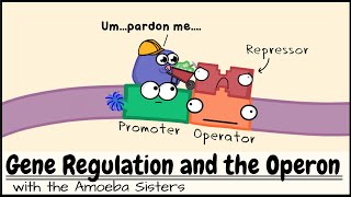 Gene Regulation and the Operon [upl. by Nwahsel380]