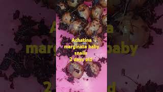 2 days old Achatina marginata land snails [upl. by Alda379]