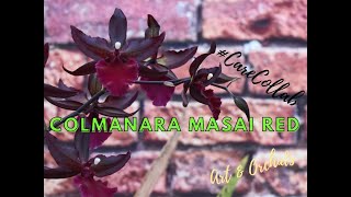 Colmanara Masai Red orchid care video  CareCollab [upl. by Giltzow]