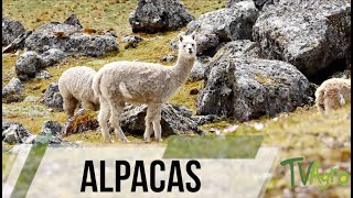 Breeding of alpacas Inca heritage English subtitles  TvAgro by Juan Gonzalo Angel [upl. by Rowell]