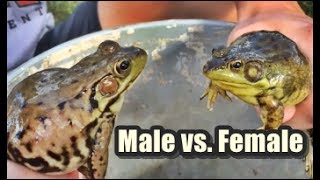 How to tell a Male from a Female Green Frog Wisconsin Catching Tadpoles Bullfrog [upl. by Cutlip431]