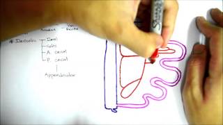 Superior Mesenteric Artery [upl. by Noeht585]