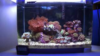 Office Pico Reef 2 gallon [upl. by Ahsiekit]