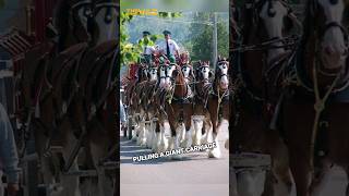 Have you ever seen a super strong horse pulling a giant carriage in a parade shorts [upl. by Tasha]